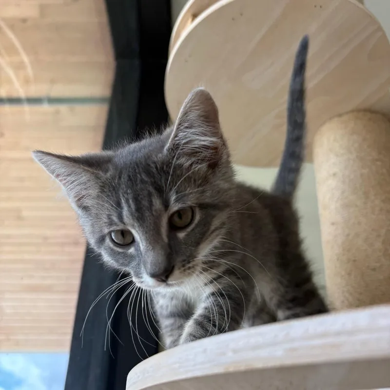 Whiskers