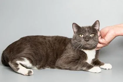 Frenchfry thumbnail 2