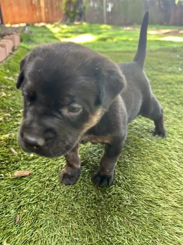 A baby large-sized female Tricolor (Brown, Black, & White) Labrador Retriever dog named Tulip for adoption in Warr Acres, OK