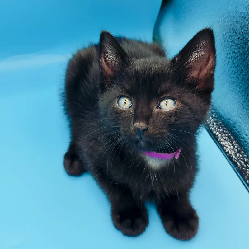 A baby medium-sized female Black Domestic Short Hair cat named Imogen for adoption in Springfield, MO