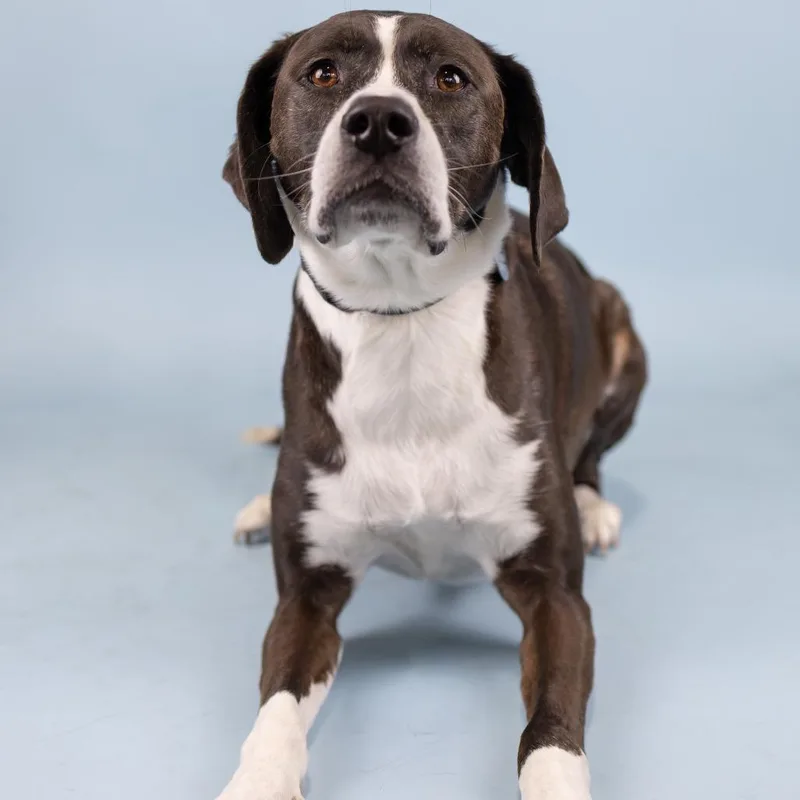 An adult medium-sized female Black Mixed Breed dog named Lauren for adoption in Portland, OR