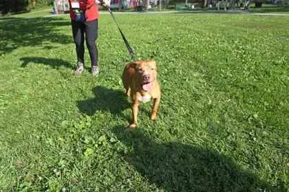 An adult medium-sized male Mixed Breed dog named Doobie for adoption in West Chester, PA