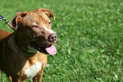 Doobie thumbnail 2