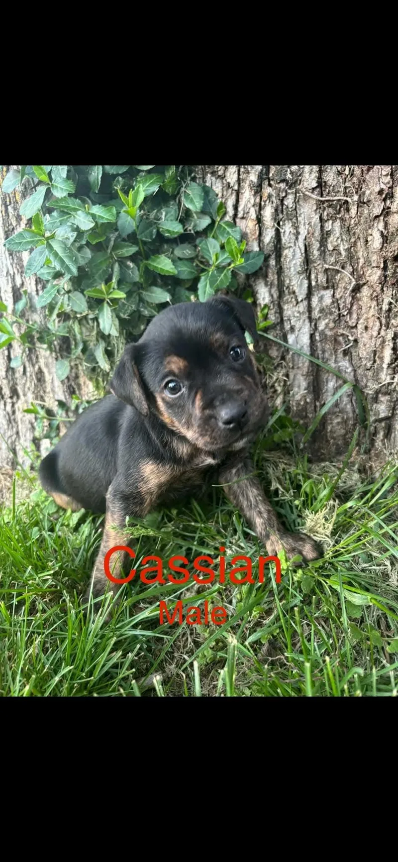 A baby medium-sized male Mixed Breed dog named Cassian for adoption in Harrodsburg, KY