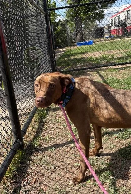 An adult medium-sized male Mixed Breed dog named Ace for adoption in West Chester, PA
