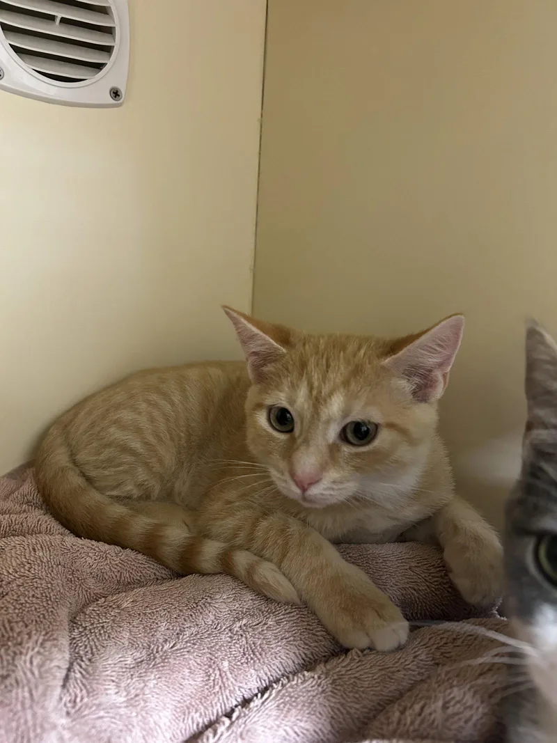 A baby medium-sized male Orange / Red Domestic Short Hair cat named Bob for adoption in Lancaster, PA