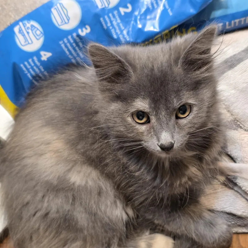 A baby small-sized female Dilute Tortoiseshell Domestic Medium Hair cat named Lint for adoption in Liverpool, TX