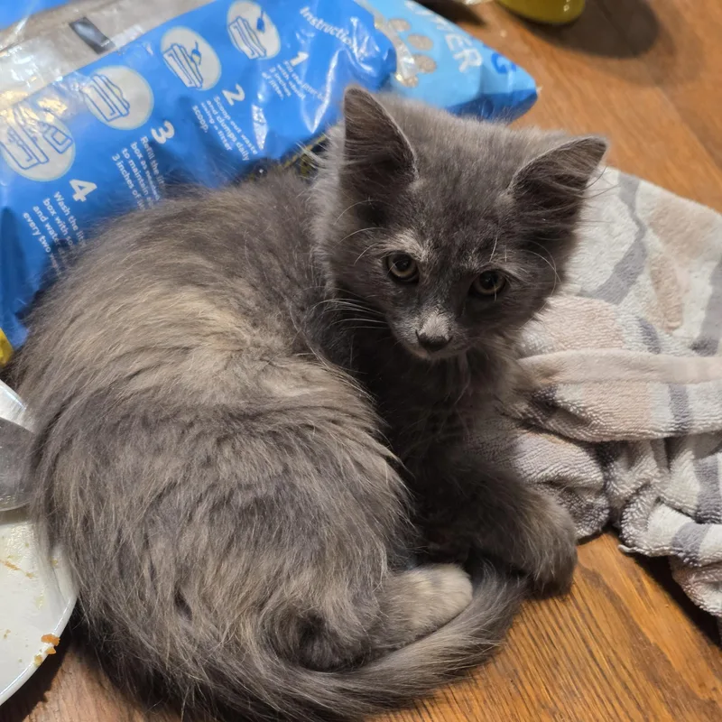 Lint thumbnail 4
