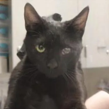 An adult medium-sized male Black Domestic Short Hair cat named Mike Wazowski for adoption in Temecula, CA