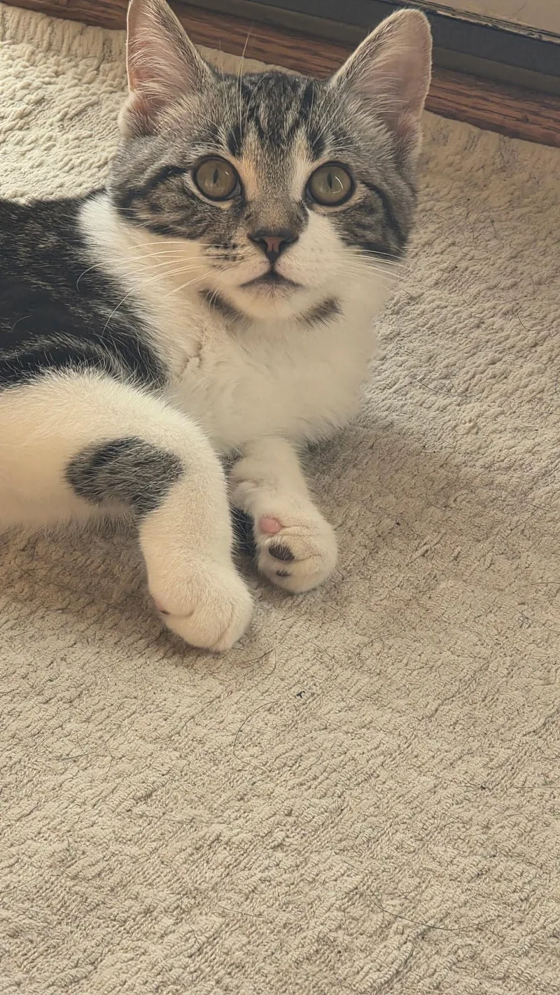 A baby medium-sized male Tabby (Gray / Blue / Silver) Domestic Short Hair cat named Henry for adoption in Farmington, MN