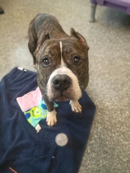 A senior large-sized male Pit Bull Terrier dog named Jake for adoption in Westland, MI