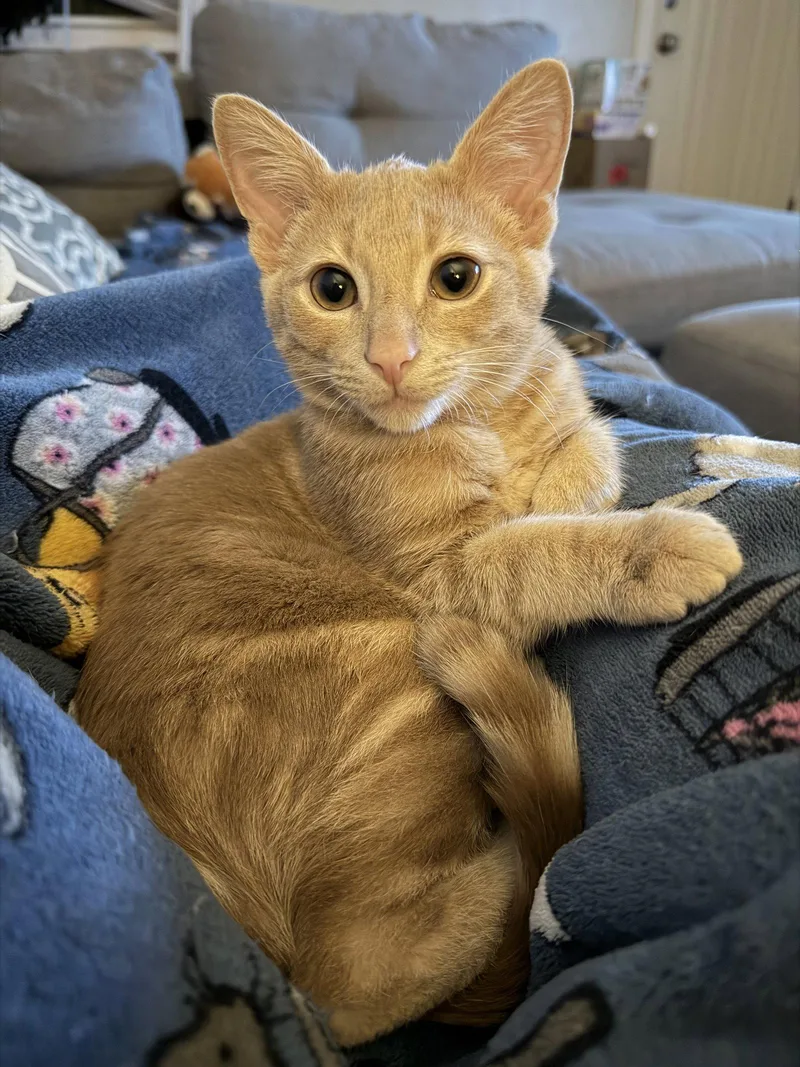 A young medium-sized male Domestic Short Hair cat named Lou for adoption in Columbus, OH