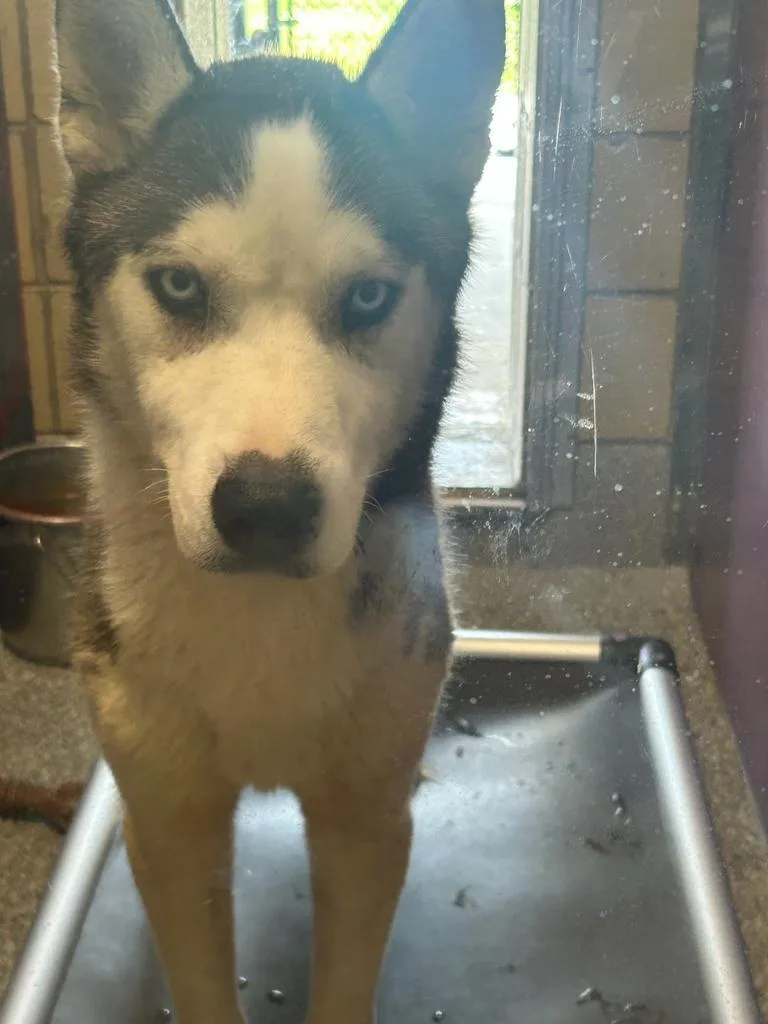 A young large-sized male Husky dog named Garfield for adoption in Greenfield, IN