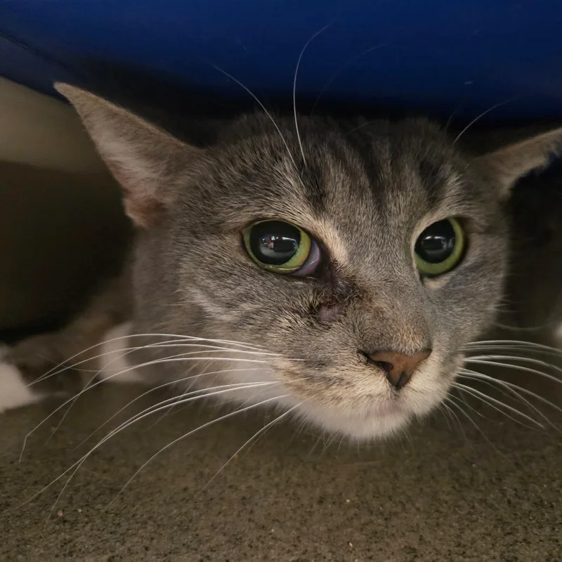 An adult medium-sized male Gray / Blue / Silver Domestic Short Hair cat named Charlie for adoption in Gloucester, VA