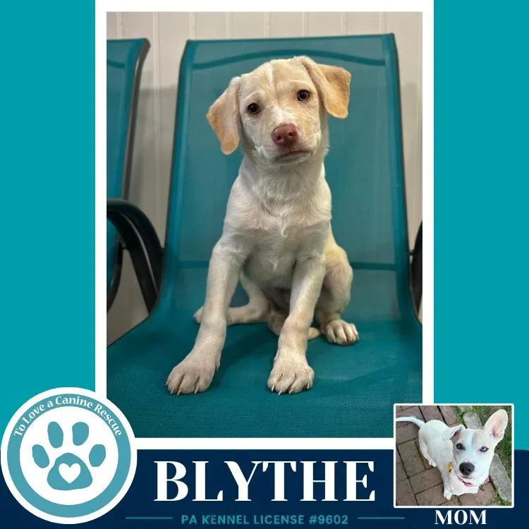 Blythe thumbnail 3