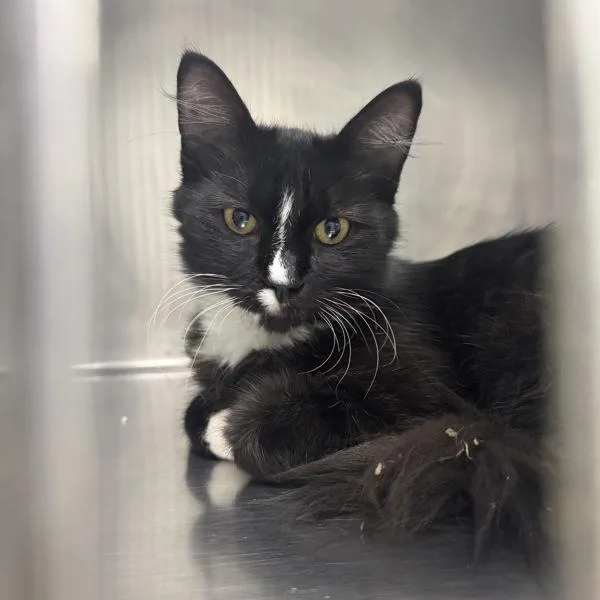 Wish Bonded Buddy