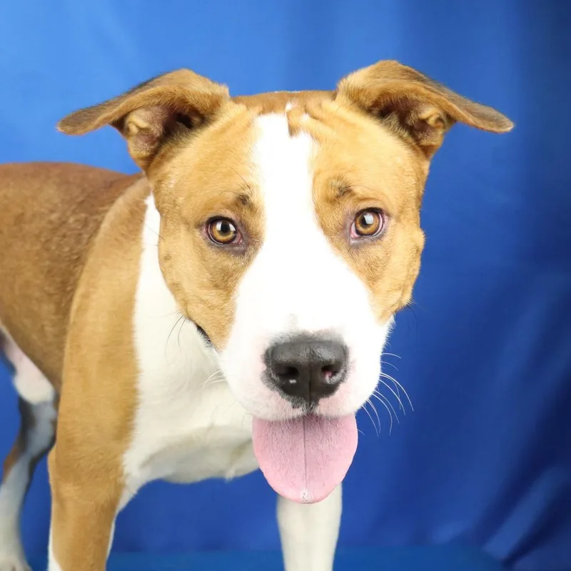 Phyfer  T thumbnail 4