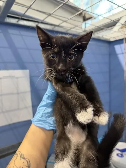A baby small-sized female Domestic Short Hair cat named Carly for adoption in San Bernardino, CA