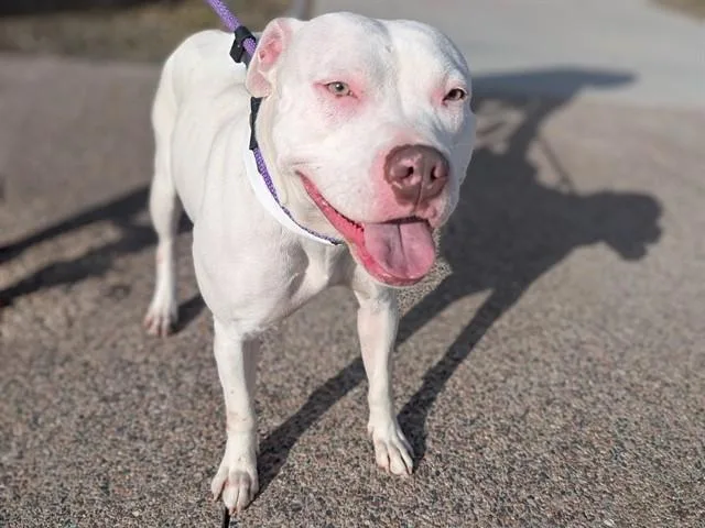 An adult large-sized female Pit Bull Terrier dog named Astrid Kaia for adoption in Phoenix, AZ