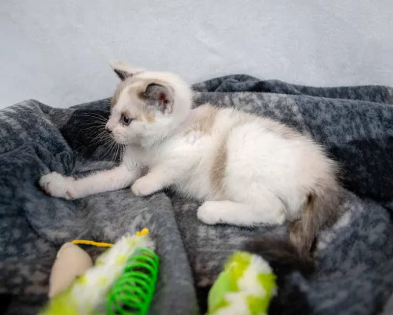 A baby medium-sized female Domestic Short Hair cat named Posh for adoption in Kennesaw, GA