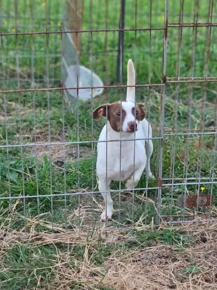 An adult small-sized female Chihuahua dog named Lunette In La for adoption in Cranston, RI
