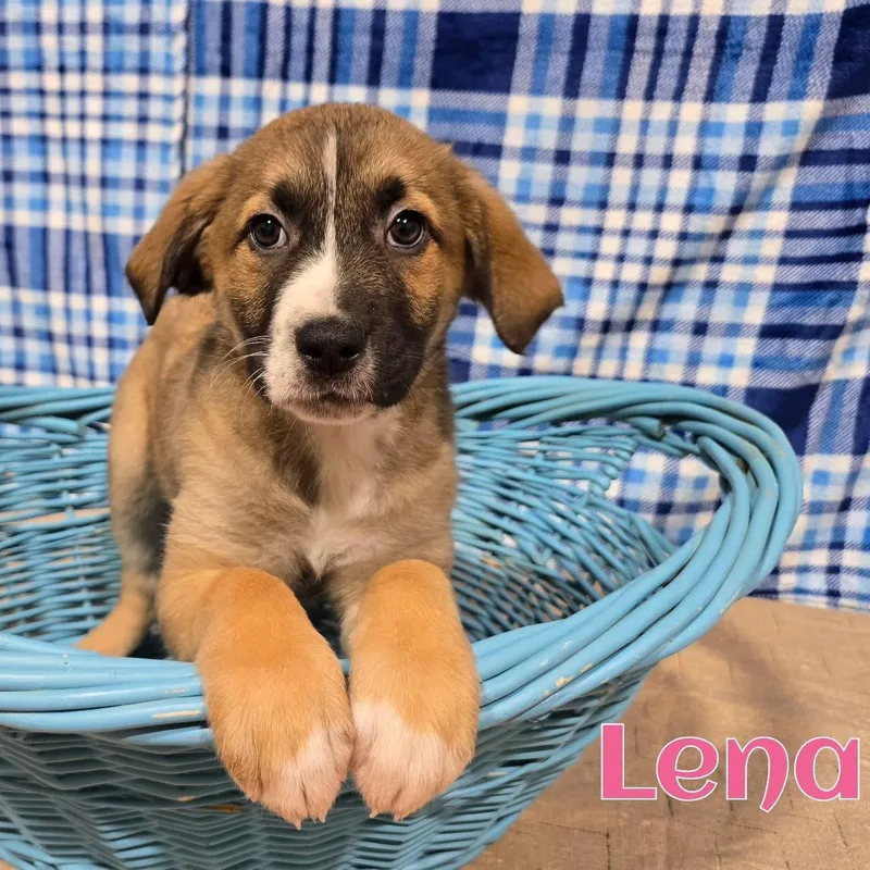 A baby medium-sized female Mixed Breed dog named Lena for adoption in Joliet, IL