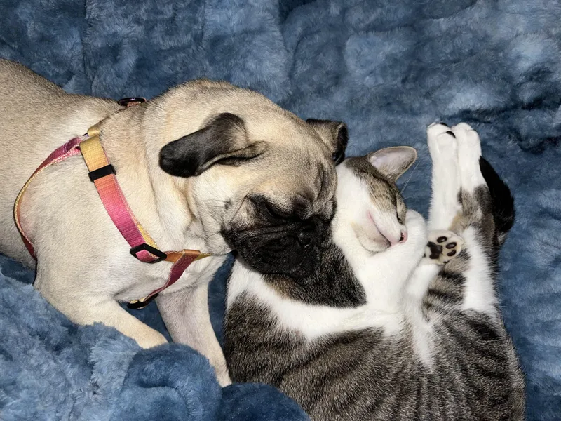 Moonknight thumbnail 2