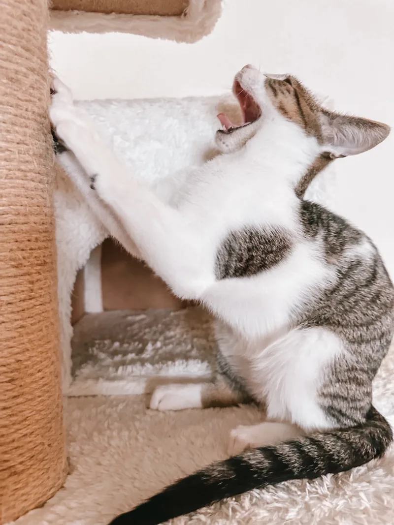 Moonknight thumbnail 3