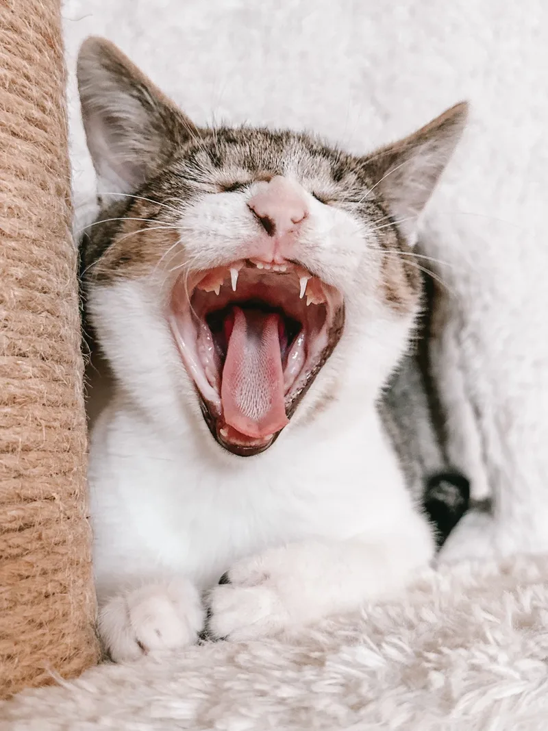 Moonknight thumbnail 5