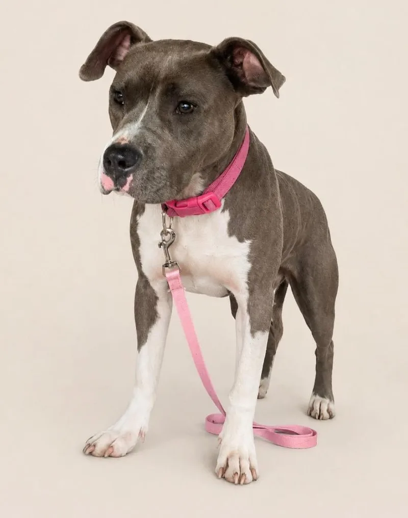 A young medium-sized female Mixed Breed dog named Kenya for adoption in Mount Gilead, NC