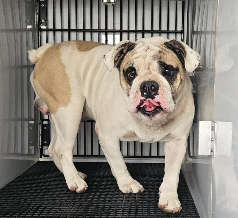 An adult medium-sized male English Bulldog dog named Bizmark for adoption in Vineland, NJ