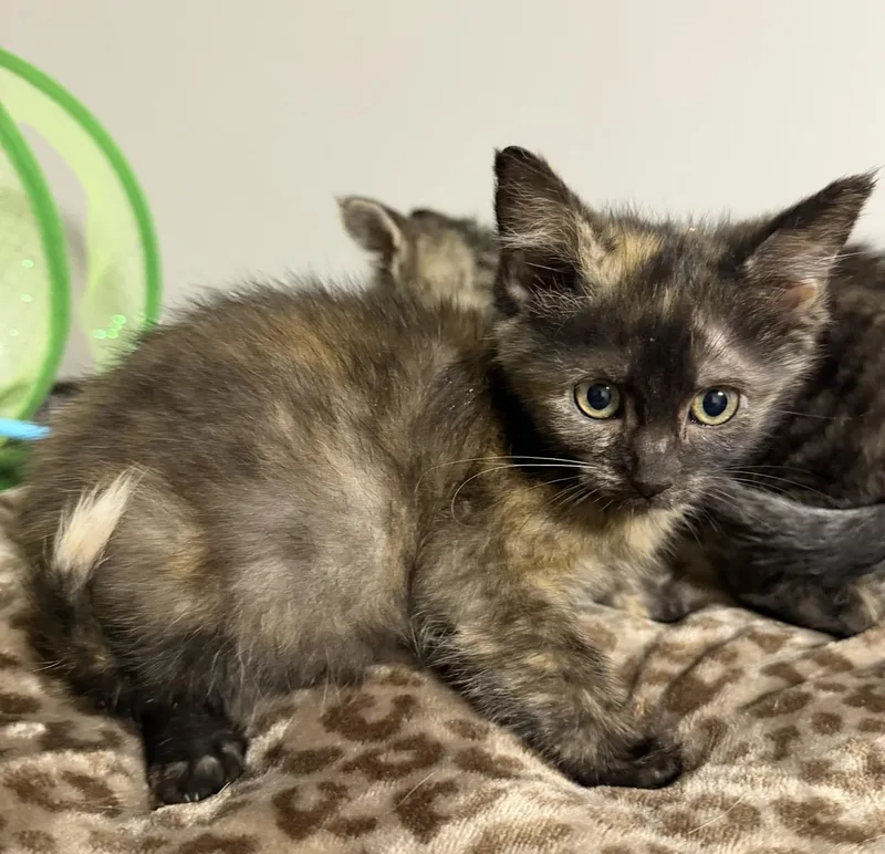 A baby medium-sized female Tortoiseshell cat named Leia for adoption in Grove, OK