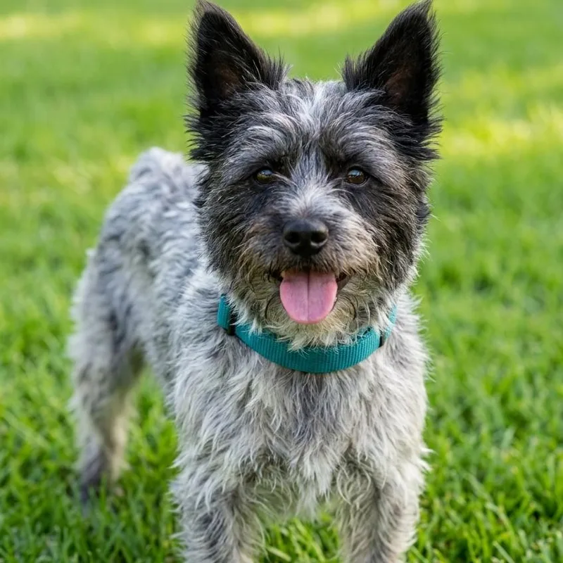 A young small-sized male Gray / Blue / Silver Cairn Terrier dog named Ernie for adoption in Las Vegas, NV