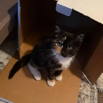 A baby small-sized female Calico Domestic Short Hair cat named Sable for adoption in Fayetteville, GA