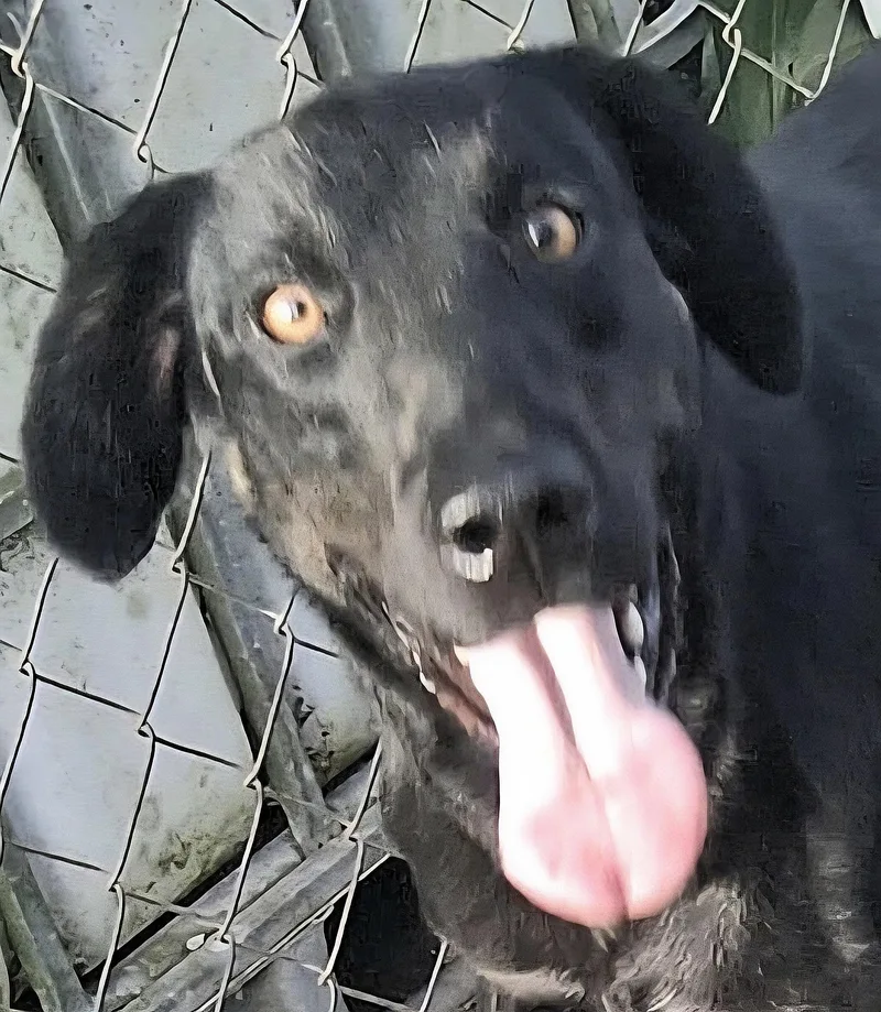 Negrita "will You Love