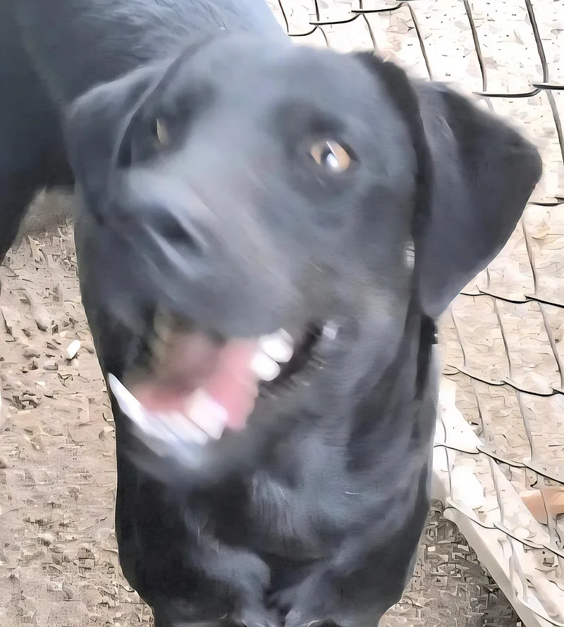 Negrita "will You Love thumbnail 6