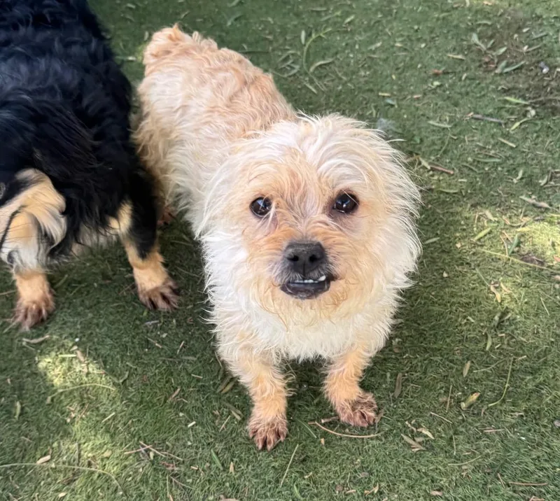 An adult small-sized male Norwich Terrier dog named Cubby for adoption in San Diego, CA