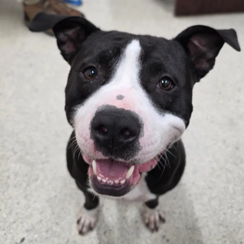 Morrison thumbnail 2