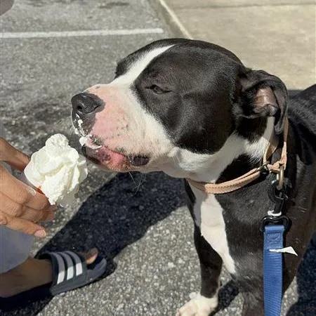 Morrison thumbnail 3