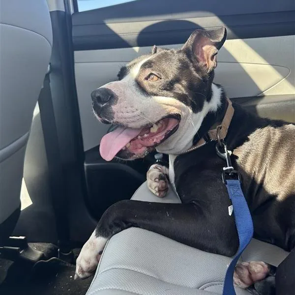 Morrison thumbnail 5