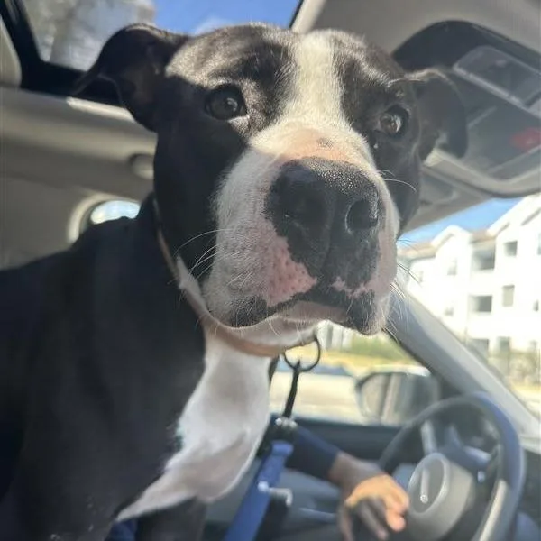 Morrison thumbnail 6