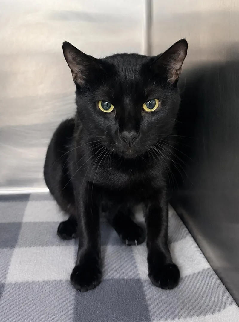 An adult small-sized female Domestic Short Hair cat named Fifi for adoption in Cuyahoga Falls, OH