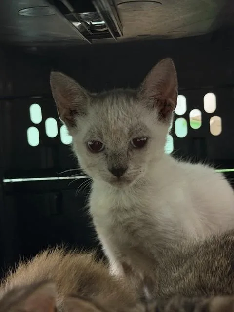 A baby small-sized male Domestic Short Hair cat named Togame for adoption in Fort Walton Beach, FL