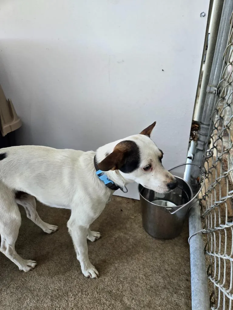 A young medium-sized male Mixed Breed dog named Bullwinkle for adoption in Mount Gilead, NC