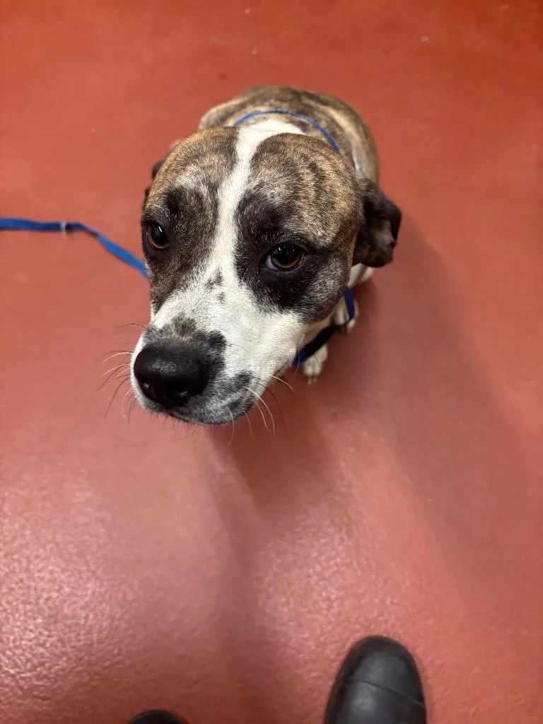 An adult medium-sized female Mixed Breed dog named Sassy for adoption in Douglasville, GA