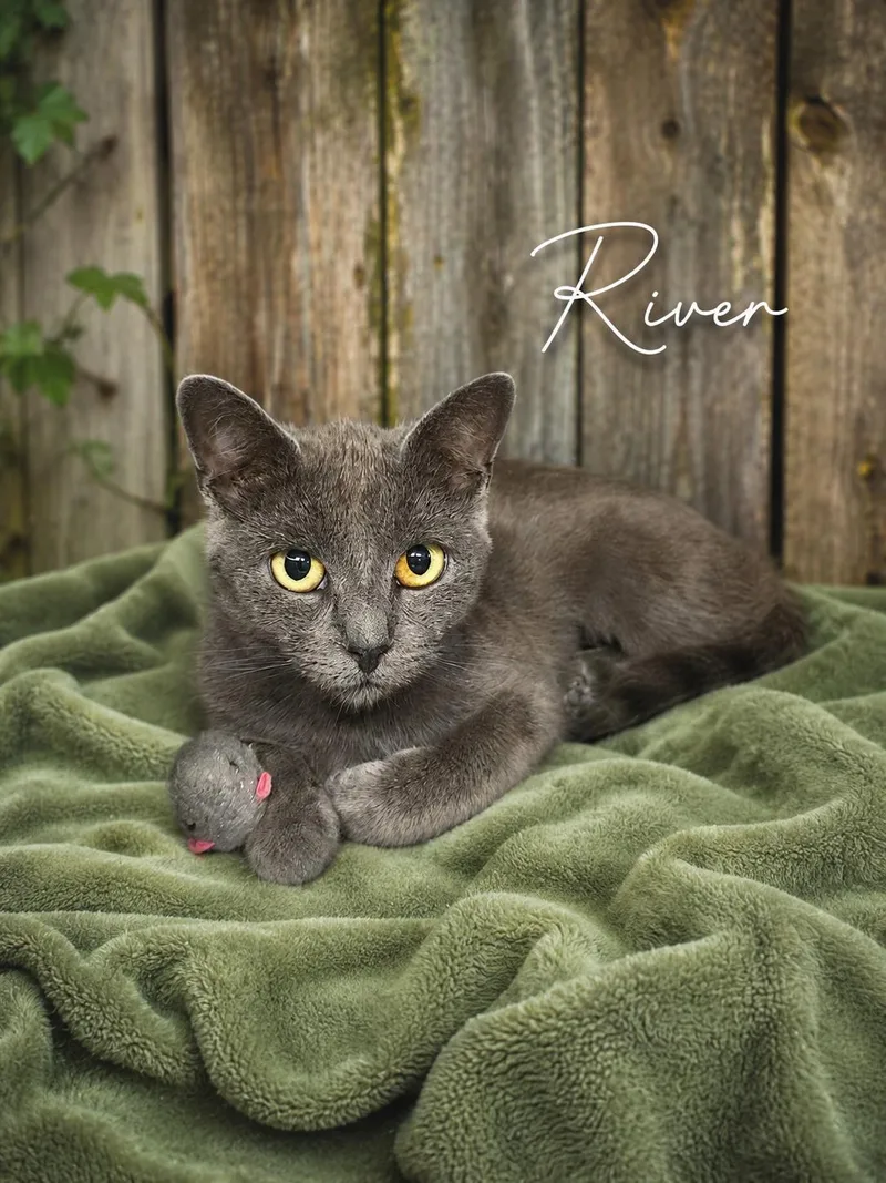 A young medium-sized female Gray / Blue / Silver Domestic Short Hair cat named River for adoption in Joliet, IL