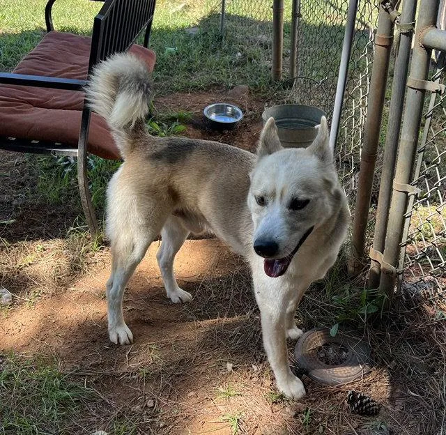 An adult medium-sized male Husky dog named Zephyr for adoption in Carrollton, GA