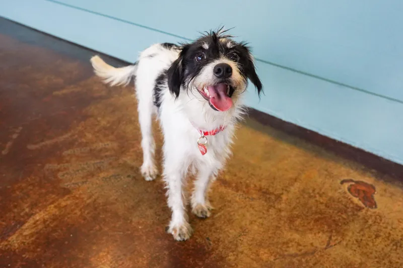 A baby small-sized male White / Cream Miniature Schnauzer dog named Clutch for adoption in San Antonio, TX