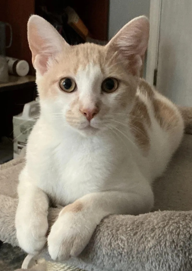 A young medium-sized female Domestic Short Hair cat named Brie for adoption in Crystal Lake, IL