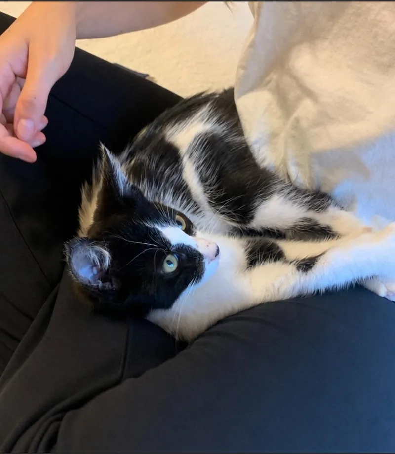 A baby medium-sized male Domestic Medium Hair cat named Peanut for adoption in Evans, GA